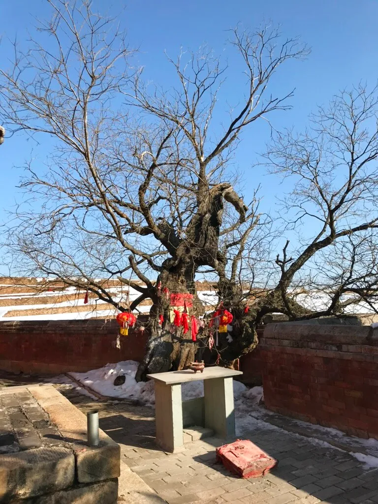 院内一棵老树，枝干虬曲，挂着红灯笼和红布条，树前设有供台